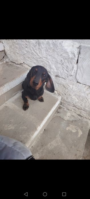 Дакелка  1.8м, дакелка на1. 01м мъжко дакелче черно на 7 м и 1 Мъжкар на 5 г