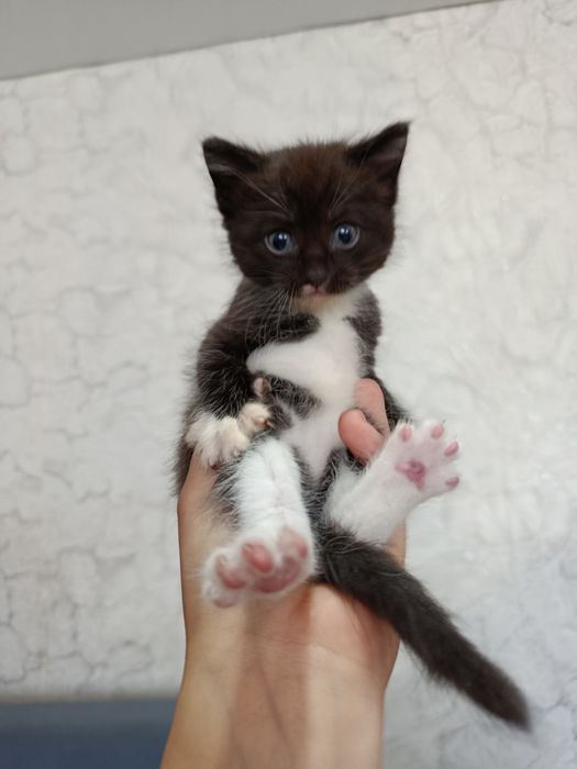 Отдаю котят в добрые руки