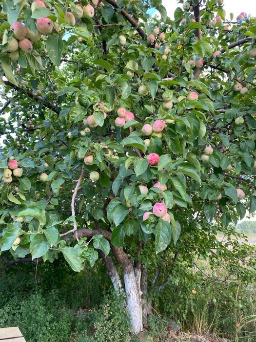 Продается дом на Восточном 4 дачи