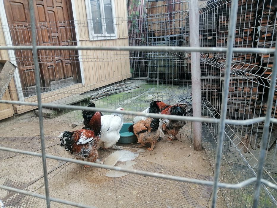 Păsări Brahma de  vînzare. Sunt  de  anul  trect