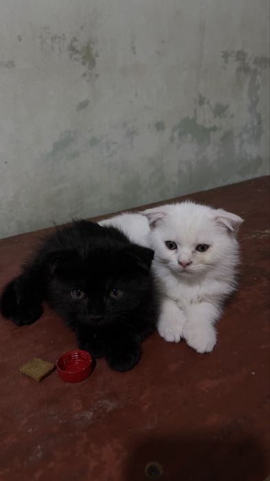 Продаются котята