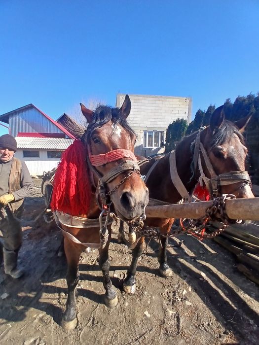 Vand armăsar de 5 ani