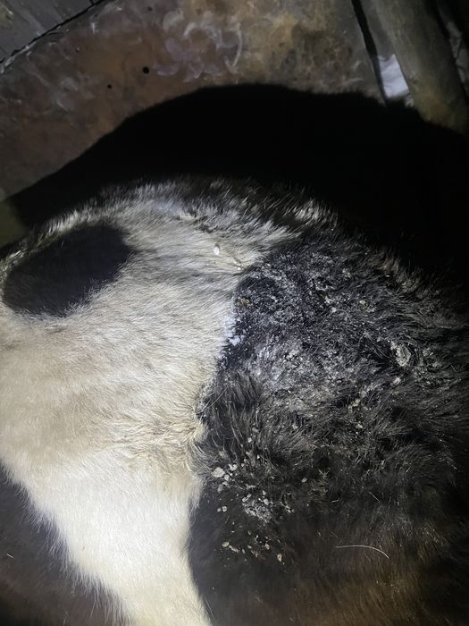 Продам кунана с откорма