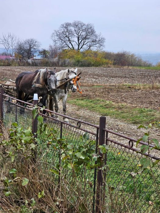 Cai de vanzare in Talpa,comuna Bargauani,Judetul Neamr