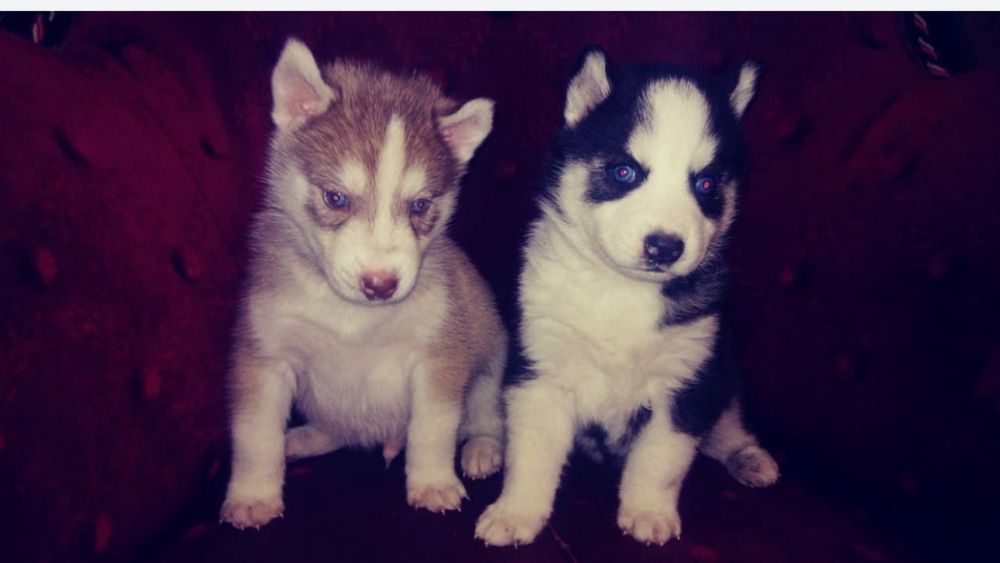 Щенки хаски молодые
