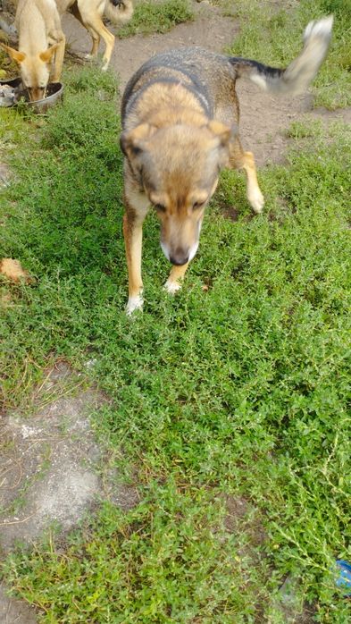 Хочу отдать собачку каторая сидит на цепи.