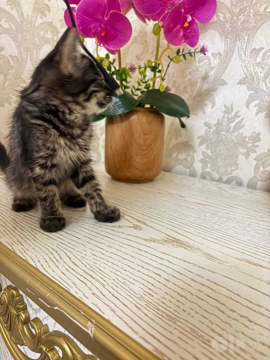 Очаровательные полосатые котята в добрые руки!