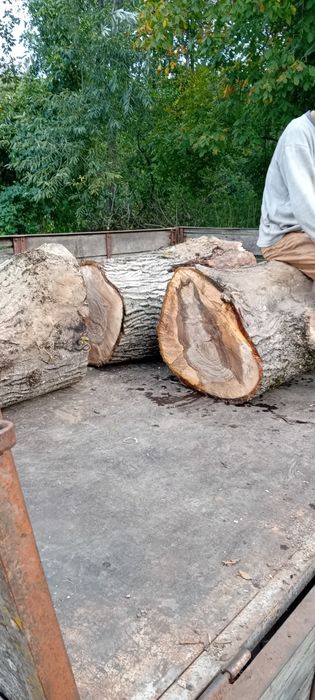 Lemn de nuc busteni
