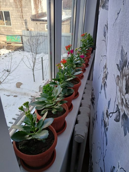 Срочно продам цветы