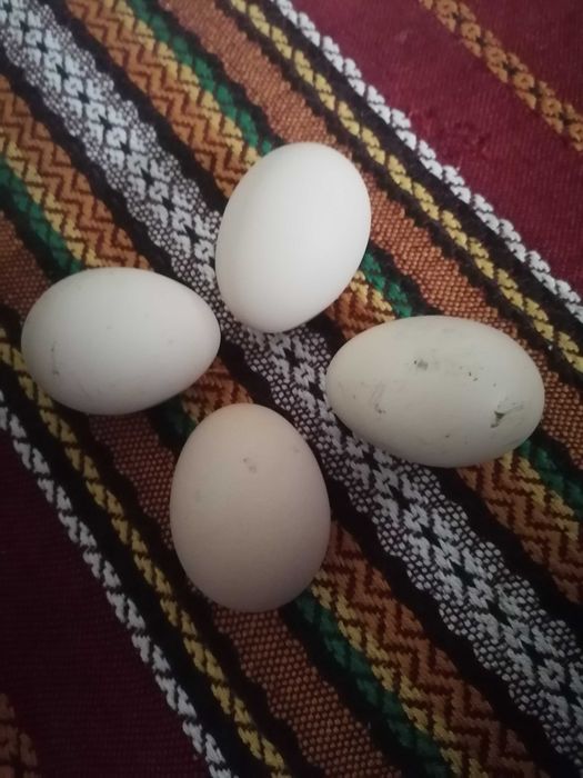 Разплодни яйца от катунски кокошки