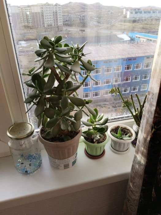 Денежное дерево разных размеров