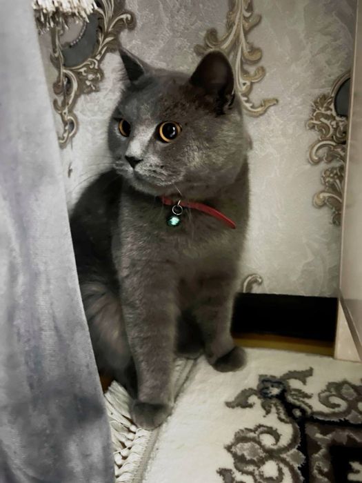 Yigitim dumba vilkasini oziga tiqadi.