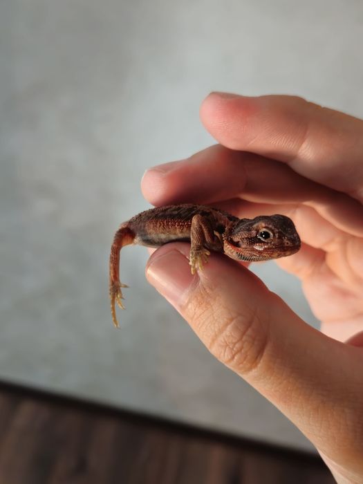 Агама Red monster