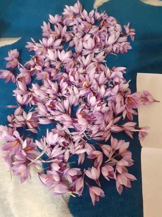 Vand sofran produs in propria gradina