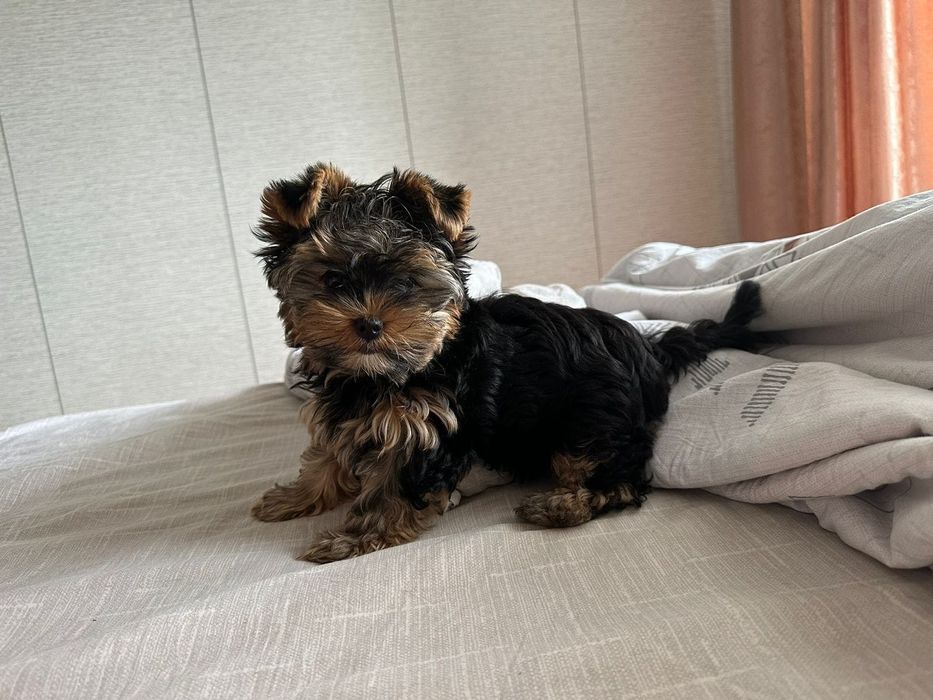 Йоркширские терьеры девочки