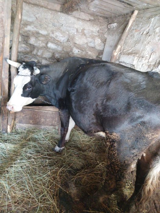 Vând vaca cu vitel  2 luni