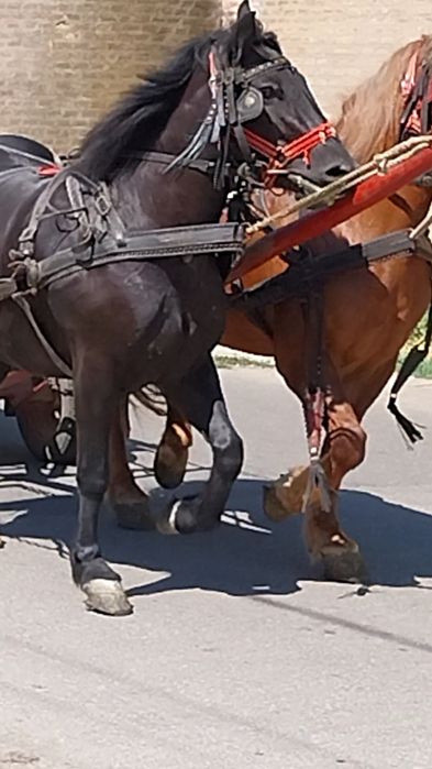 Iapa de 3 ani.,foarte frumoasa.