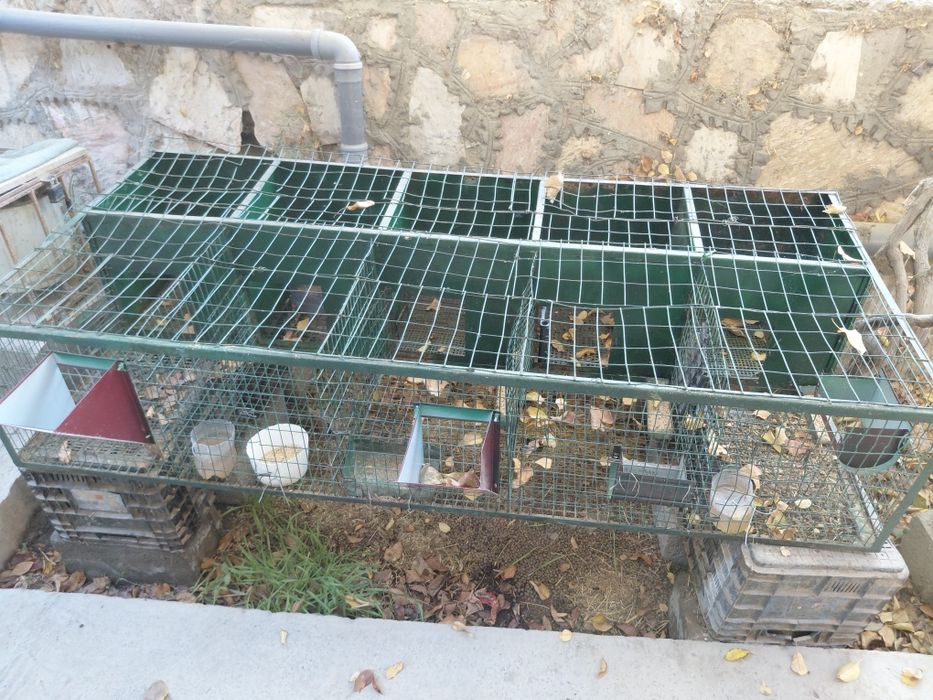 Quyon  katak  5ta matkaga