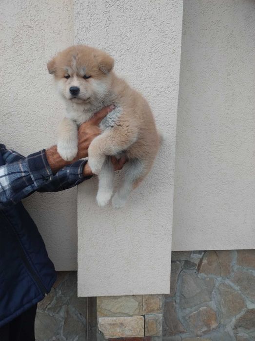 Продавам кученца акита ину