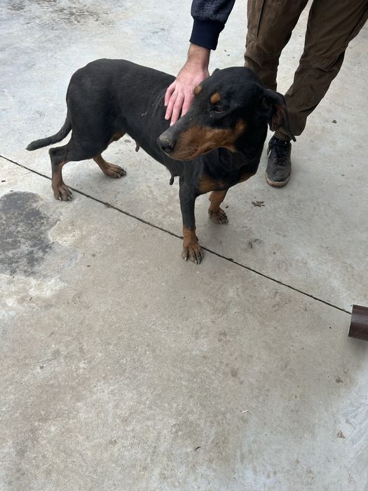 Vand/schimb femela copoi ardelenesc