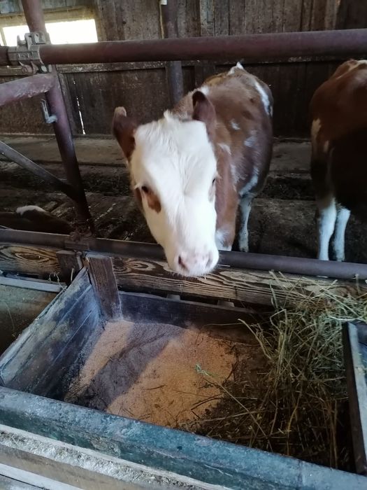 Vand vitele baltata romaneasca