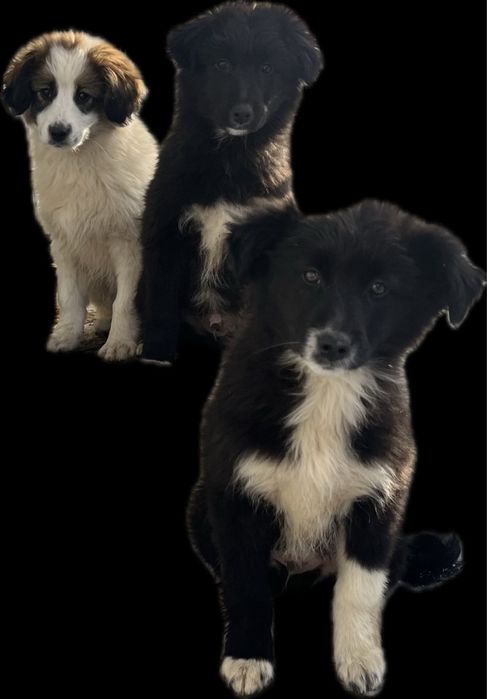 Подарявам кучета