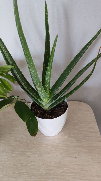 Гүлдер Цветы район Компоселок