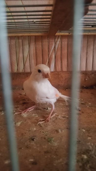 Канарейка кенар белый