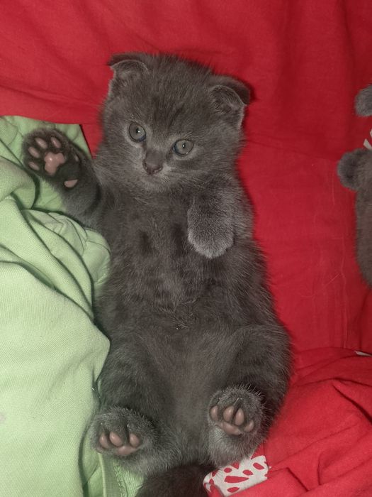 Продаётся котенок девочка