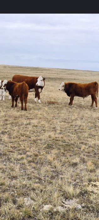 Патсос сатам 350000т