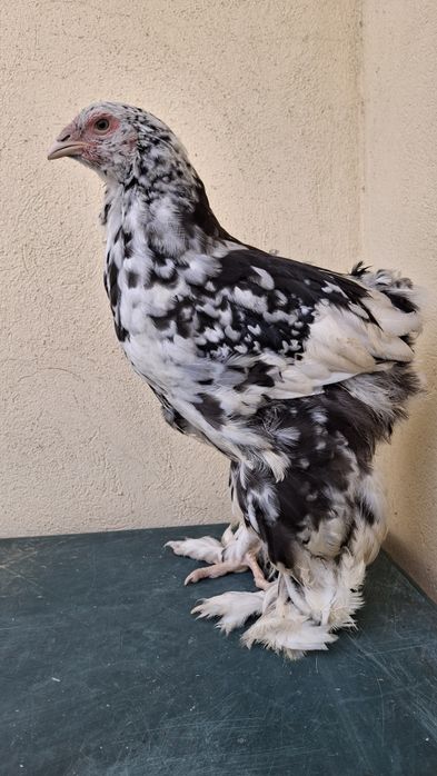 Vând ouă de incubat brahma negru bobat