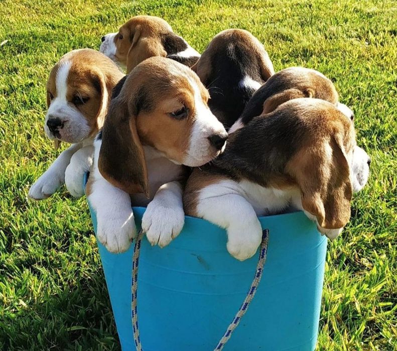 Шикарные щенки Бигля