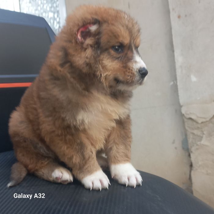 Алабай боласи сотилади эркаг 900000.сум