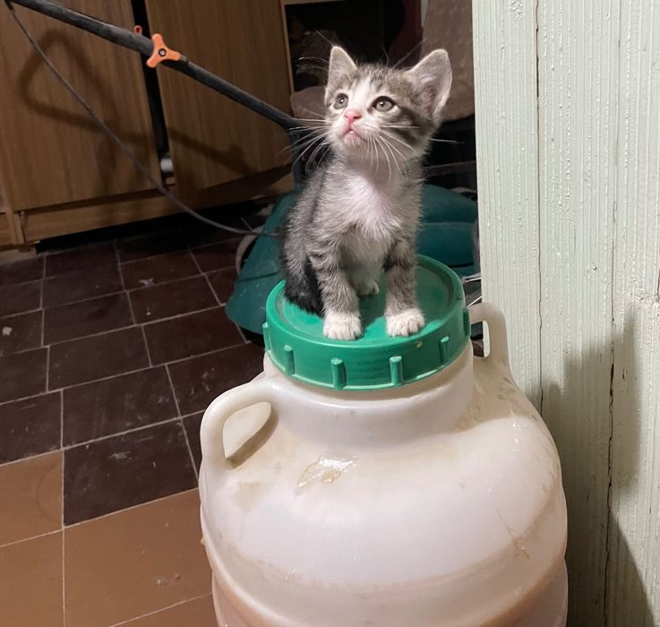 Домашние Котята ищут себе дом