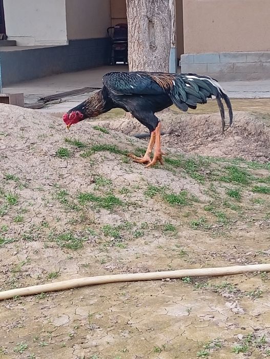 Joja soyuvda toza kareya