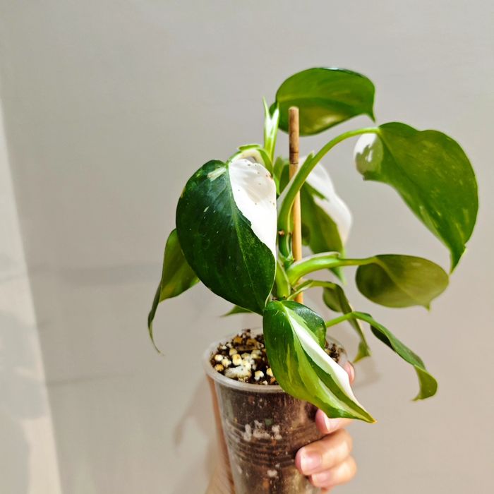 Цветы орхидеи филодендрон