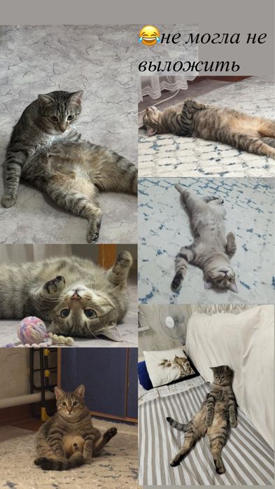 Отдам кота в добрые руки