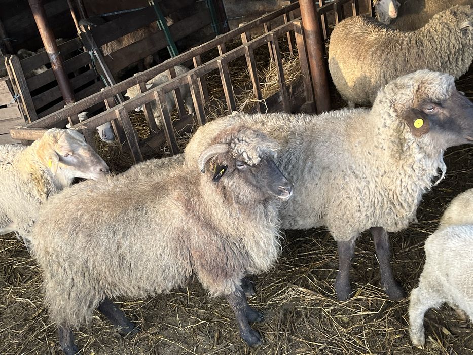 Oi de vanzare si un berbec