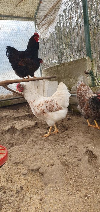 Barnevelder roșu albastru / roșu negru și splash