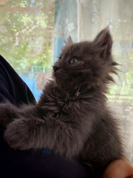 Отдам котёнка мальчик