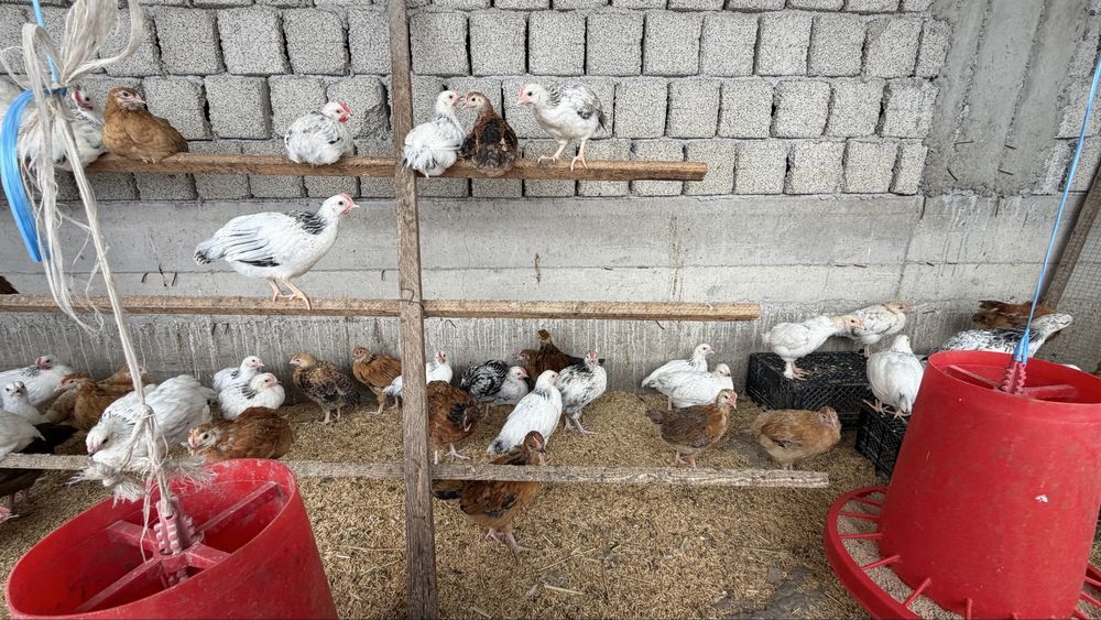 Адлер Серебристый и Корейские цыплята ханхян 2 месячные