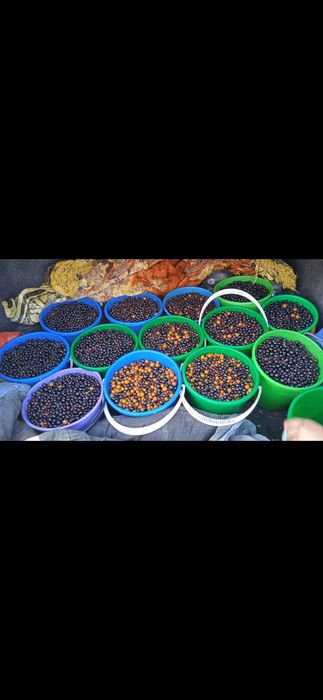 Продам лебяжинский дикая смородины