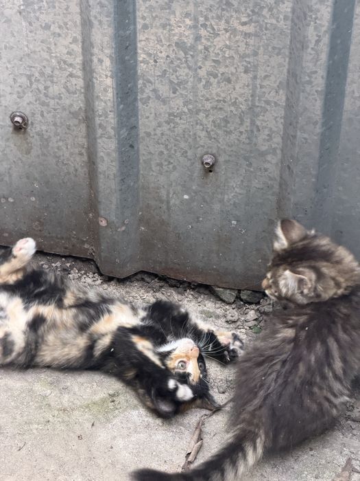 Котята крысоловки