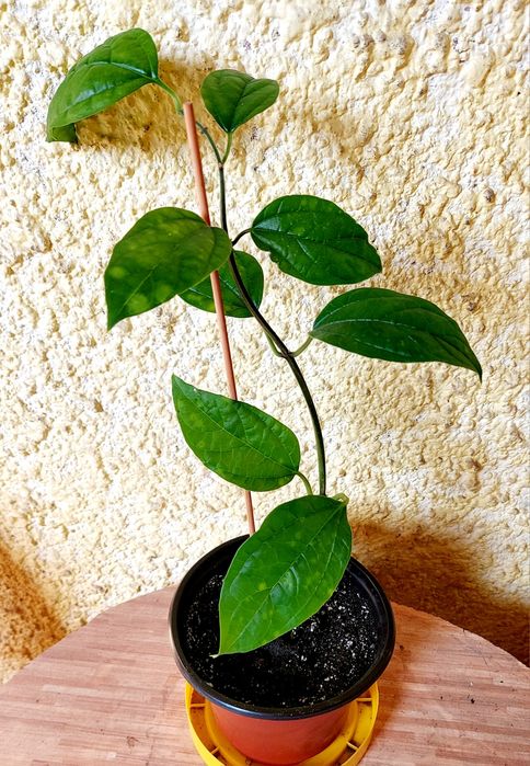 Домашние растения разные