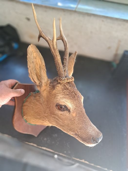 Panoplie  cap de căprioare.