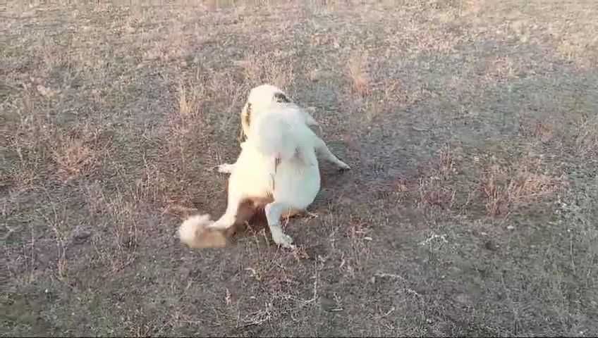 Еркек ит сатылады