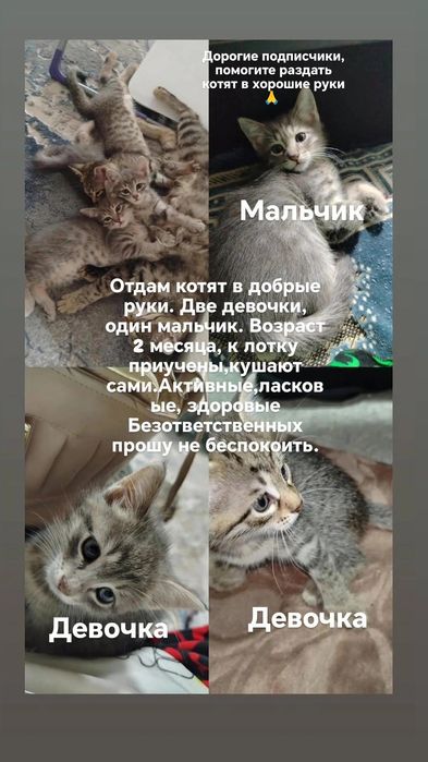 Отдам котят в добрые, заботливые и ответственные руки. Одна девоч