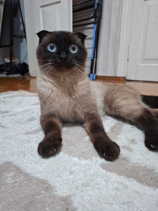 Кошка сиамская вислоухая