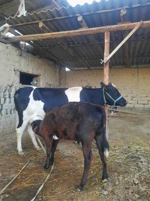 Бұзаулы сиыр сатылады