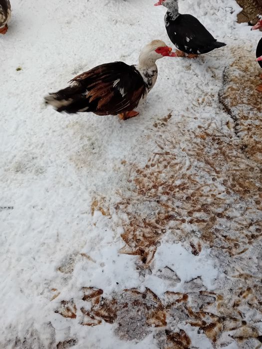 Vand ratoi muti ciocolatii